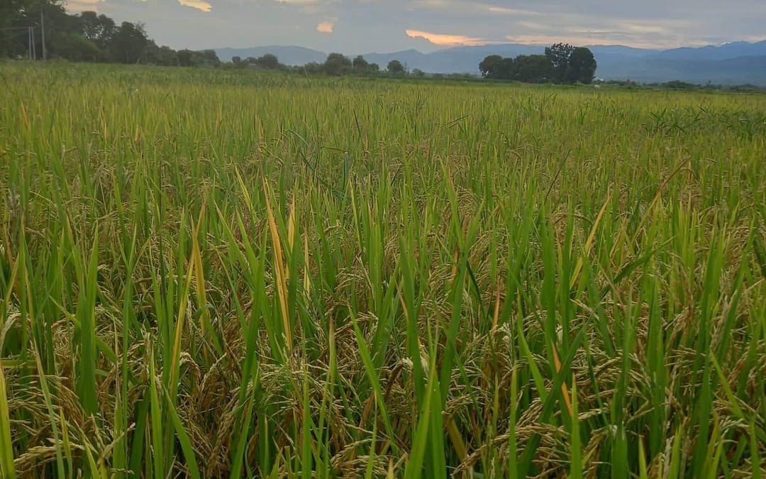 How Rice Is Grown In The Philippines