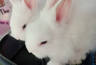 Rabbit: Important Points For Successful Raising
