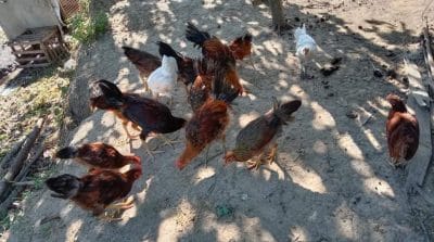 How Chickens Are Raised In The Philippines
