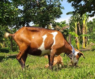 Goat Farming In The Philippines-3