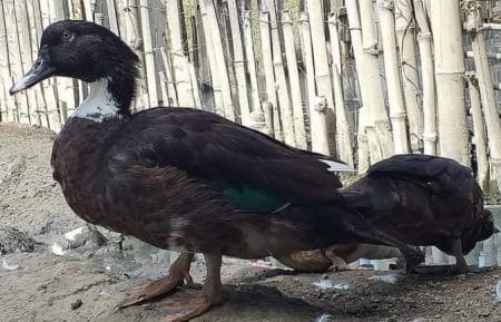 Duck Raising in the Philippines