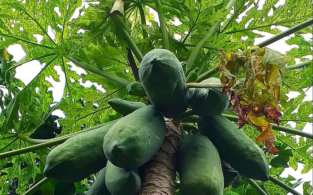 How  To Grow LARGE and DELICIOUS PAPAYA