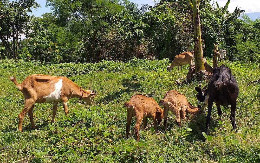 Goat Farming In The Philippines-1
