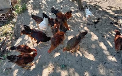 How Chickens Are Raised In The Philippines