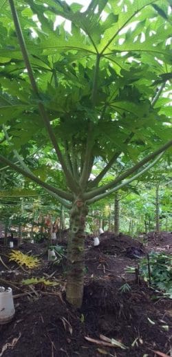 Growing Papaya