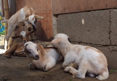 Goat Farming In The Philippines-2