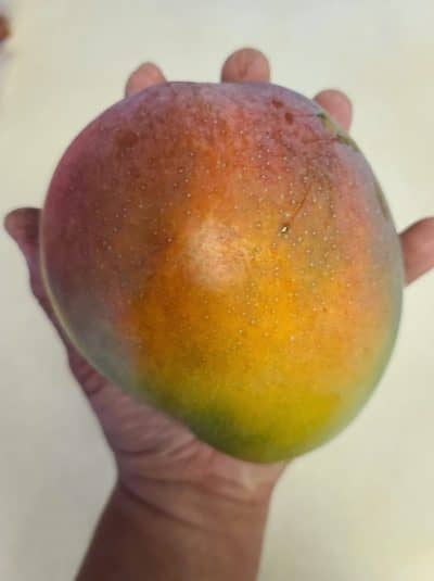 Rapoza Mango
